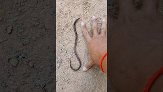 35 Cm Earthworm Good For Hollywood Science Fiction Movies Filming [upl. by Enajyram]