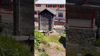 🐀Marmots  பெரிய அளவு எலி in Switzerland shortstamil travel [upl. by Annohsat]