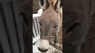 Welcome home donkey [upl. by Rik]