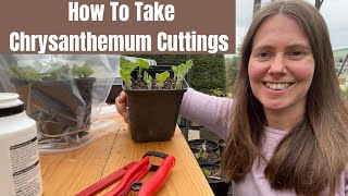 How To Take Chrysanthemum Cuttings [upl. by Rogerio]