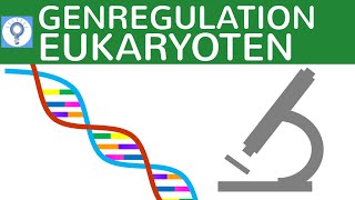 Genregulation bei Eukaryoten einfach erklärt  TATABox Enhancer Silencer etc  Genregulation 2 [upl. by Irat]