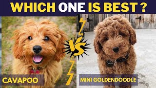 Mini Goldendoodle vs Cavapoo cavoodle  Comparison Between Two Dog breeds [upl. by Candra]