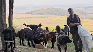 LA STANA LUI IONUT MOJACAINI CIOBANESTI CORBI FOARTE BUNI LA URSJUD BRASOV [upl. by Eleira628]