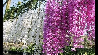 Beautiful Orchid Flowers  Beautiful Orchid Gardens in the world [upl. by Neeuq]