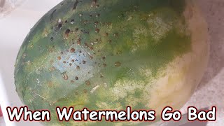 When Watermelons Go Bad [upl. by Ahsahtan]