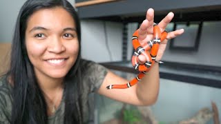 setting up a NEW SNAKE TANK milk snake edition [upl. by Nosaes]