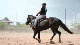 LOTE 006  HARRY TA FAME HS2  11º LEILÃO OFICIAL ASQM [upl. by Dlonyer]