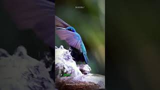 Hummingbirds Can Fly Backward Unbelievable Bird Superpower shorts buzzbilt [upl. by Marmawke]