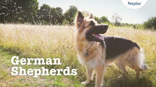 German Shepherd Puppies amp Dogs  Breed Facts amp Information  Petplan [upl. by Annek]