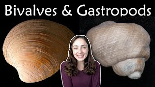 Mollusca Pt 2 Bivalves amp Gastropods Invertebrate Paleontology  GEO GIRL [upl. by Aicila]