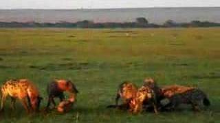 Hyenas eat wildebeest alive PART 2 [upl. by Lyreb]