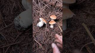 PorcinoBoleteSteinpilzeCep shorts new nature forest trending viralshort foryou mushroom [upl. by Monney]