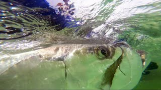 Tarpon Fishing Florida Keys Bridges with DOA Fishing Lures Terroreyz [upl. by Akinet277]