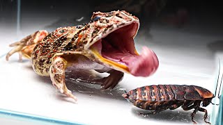 Pacman Frog VS Discoid Roaches [upl. by Ynttirb]