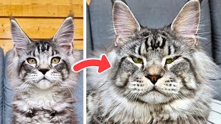 Maine Coon Dexter From Cute Kitten to Majestic Cat [upl. by Nunci]