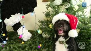 Bo Obama Inspects White House Holiday Decorations [upl. by Schick566]