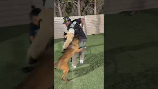 DOG BITE GONE WRONG shorts viralshorts dogtraining protectiondogtraining germanshepherd dogs [upl. by Torrance]