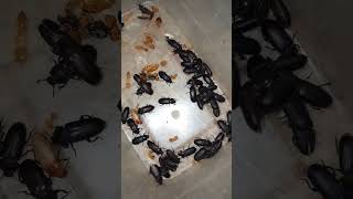 Mealworm mealwormfarming insects birdfeed birdfood food bettal prograss  reel video  short [upl. by Acirretahs]