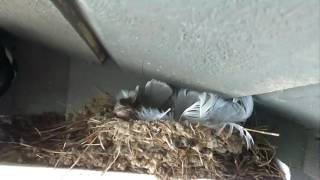 Magpie KILLS and STEALS four Barn Swallow Chicks [upl. by Christensen]