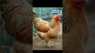 Old vs new chicken 🐔🐔 in 2024 to 5000 old BC short yshort chicken old new [upl. by Acimahs]