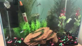 20L Community Tank Gourami Tetras Corydoras Kuhli Loach  KMart Starter Kit Tank Update [upl. by Strep]