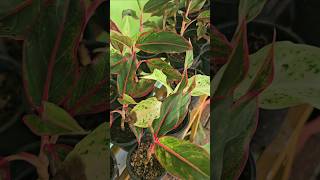 Aglaonema nursery aglaonema nursery gardening plantlovers natureserenity plants [upl. by Aihsenet]