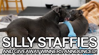 Dynamic Duo English Staffy Puppys Playtime Shenanigans with Big Sis and Winner Announcement [upl. by Noyad217]