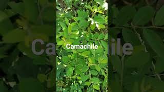 camachile tree [upl. by Raimondo]