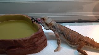 Bearded Dragon Eating [upl. by Schnabel]