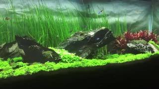 New Iwagumi Aquascape Underpass  2 Months [upl. by Oliana]