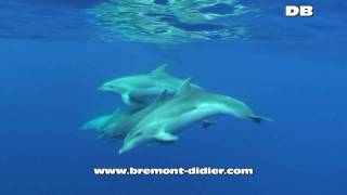 Tursiops truncatus  Tursiops  Grand Dauphin  Bottlenose dolphin  Flipper [upl. by Ailimaj]