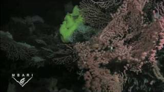 Davidson Seamount The Biology of an Underwater Mountain [upl. by Aisyla]