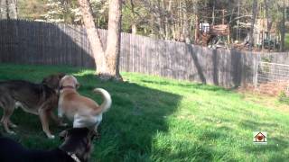 Dogs running and playing at ThePawkeepers [upl. by Clower]