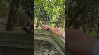 Monkey Forest Ubud Bali monkeyforest ubud bali travelvlog musicproducer ethnicdeep travel [upl. by Otrebtuc]