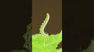 Use Dominion 2L to Solve Your Sawfly Problem [upl. by Ecnarretal730]