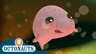 Octonauts  The Blobfish Brothers  Full Episode 33  Cartoons for Kids  Underwater Sea Education [upl. by Catto889]