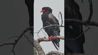 Bateleur Eagle [upl. by Nollek]