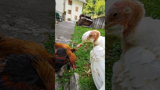 Tacchini gallo galline turkey gallos [upl. by Odracer]