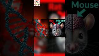 Mouse And Rat Are Not Same 😱 Sp Asr Facts facts interestingfacts amazingfacts [upl. by Adnarram]