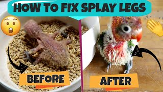 HOW TO FIX SPLAY LEGS IN BIRDS  PAANO AYUSIN ANG SPLAYED LEGS NG IBON  EASY QUICK TIPS [upl. by Clower]