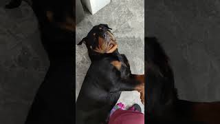 Foot Massage shortsfeed reels fypシ゚ cute rottweiler pets puppy puppies viralvideo [upl. by Natasha]