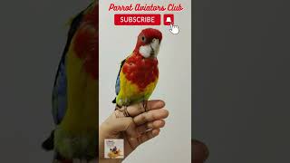 Sweet Rosella singing to attract mate  shorts Rosella parrot birds [upl. by Christoper]