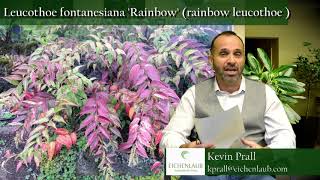 Leucothoe Rainbow  Landscaping Ideas  eichenlaub [upl. by Letizia]