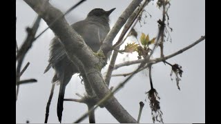 Moqueur chat  Gray Catbird  Dumetella carolinensis [upl. by Cooperman]