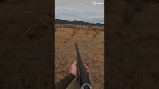 2024 pheasant opener clips pheasants hunting uplandhunting [upl. by Samau248]