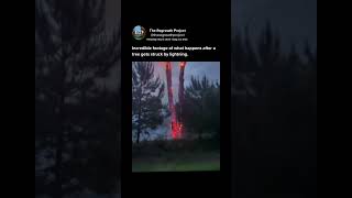 Watch These Trees Get Struck By Lightning [upl. by Gilboa]