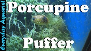 New Fish Porcupine Puffer Feeding and Care [upl. by Trstram]