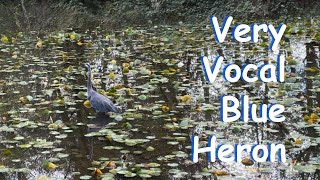 Very Vocal Blue Heron [upl. by Dyol]