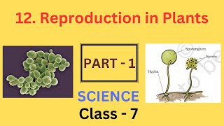 Reproduction in Plants part1  Chapter 12  Class 7 Science  NCERT [upl. by Vevay393]