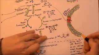 Glykolyse und angrenzende Stoffwechselwege  Song [upl. by Stanton995]